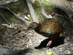 Gallirallus australis