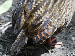 Gallirallus australis