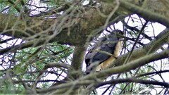 Accipiter cirrocephalus