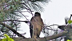 Accipiter cirrocephalus