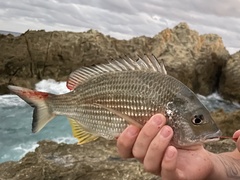 Acanthopagrus australis