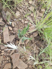 Ledebouria asperifolia