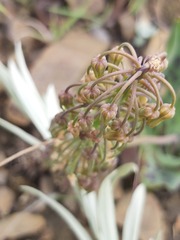 Ledebouria asperifolia