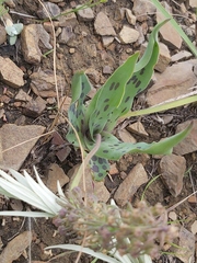 Ledebouria asperifolia