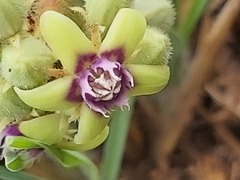 Raphionacme procumbens