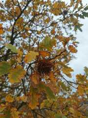 Andricus caputmedusae