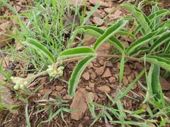 Raphionacme procumbens