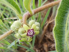 Raphionacme procumbens