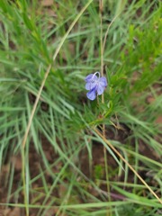 Rotheca