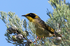 Lichenostomus melanops