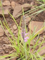 Striga bilabiata