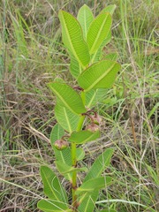 Pachycarpus asperifolius