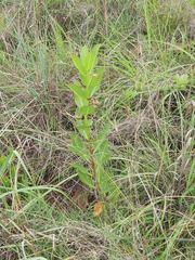 Pachycarpus asperifolius