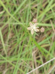 Asclepias stellifera