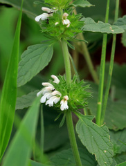 Leucas sexdentata