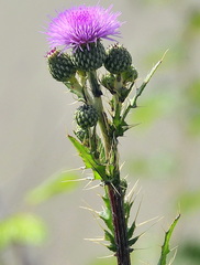 Cirsium monspessulanum