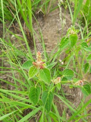 Acalypha villicaulis