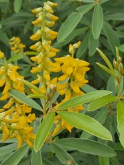 Eriosema psoraleoides