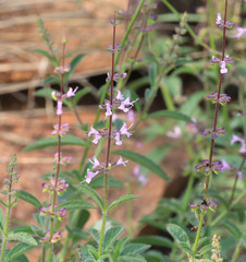 Syncolostemon canescens