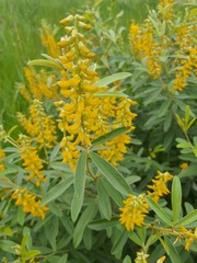 Eriosema psoraleoides