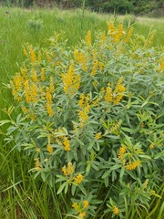 Eriosema psoraleoides