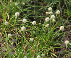 Cyperus cristatus