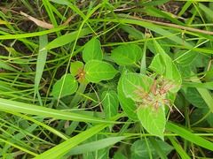 Acalypha villicaulis