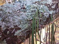 Dendrobium teretifolium