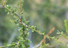 Boscia foetida
