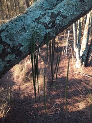 Dendrobium teretifolium