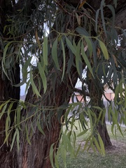 Eucalyptus cephalocarpa