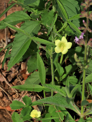 Image of Hibiscus sidiformis by (c) Wynand Uys, some rights reserved (CC BY)