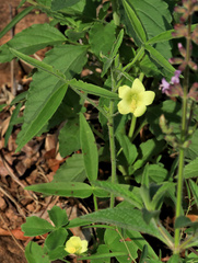 Hibiscus sidiformis