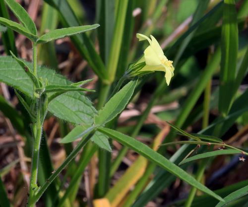 Image of Doll's Hibiscus (Hibiscus sidiformis) by (c) Wynand Uys, some rights reserved (CC BY)