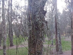 Dendrobium teretifolium