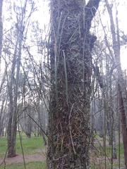 Dendrobium teretifolium