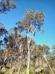 Eucalyptus pauciflora