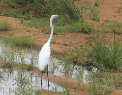 Ardea alba melanorhynchos