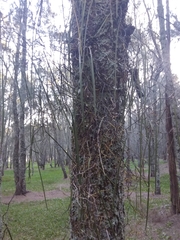 Dendrobium teretifolium