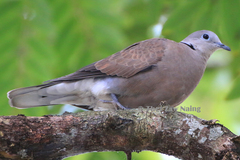 Streptopelia tranquebarica humilis
