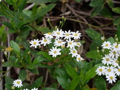 Olearia elliptica