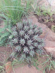 Euphorbia pulvinata