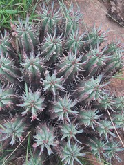 Euphorbia pulvinata