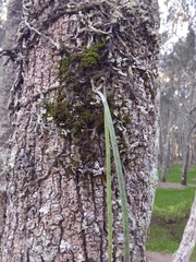 Dendrobium teretifolium