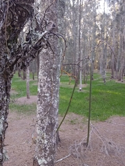 Dendrobium teretifolium