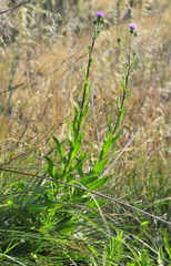Cirsium monspessulanum