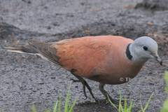 Streptopelia tranquebarica humilis