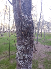Dendrobium teretifolium