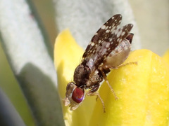 Campiglossa martii
