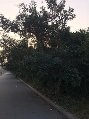 Erythrina crista-galli